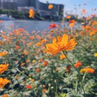 キバナコスモス,秋桜（こすもす）,品川区,２０２５年同期の画像