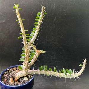 多肉植物,観葉植物,塊根植物,コーデックス,珍奇植物の画像