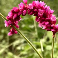 オオケタデ,オオケタデ,オオケタデ（オオベニタデ）,オオケタデ（オオベニタデ）,山野草の画像