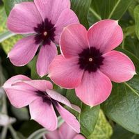ニチニチソウ,バーベナ,ソラナム パンプキン,バーベナ メテオールシャワー,花のある暮らしの画像