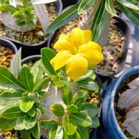 パキポディウム,恵比寿笑い,ホヤロシータ,多肉植物,観葉植物の画像