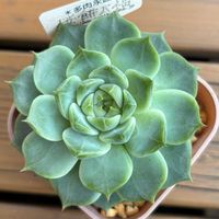 エケベリア,エケベリア 桜餅大福,多肉植物,鉢植え,エケベリア属の画像