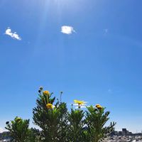 ユリオプスデージー,青空,GSの皆さまに感謝♡,熊本頑張れ,花友さんに感謝の画像