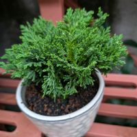 姫サワラ,盆栽,植物のある暮らし,植欲が止まらない,GS映えの画像