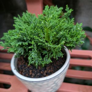 姫サワラ,盆栽,植物のある暮らし,植欲が止まらない,GS映えの画像