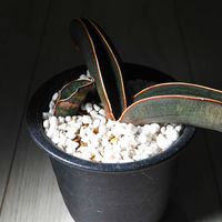サンスベリア,サンセべリア,サンスベリア ハリー ピンクバット,観葉植物,ドラセナ属の画像