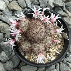 サボテン,風蓮丸,サボテン科,サボテンの花,ピンクの花の画像