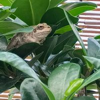 ガジュマル,観葉植物,カエル,アマガエル,カエル倶楽部♡の画像