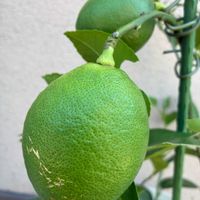 ゴーヤ,レモン,空芯菜,梨,リボベジの画像