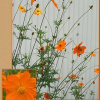 コスモス,キバナコスモス,岐阜県,モネの池,今日のお花の画像