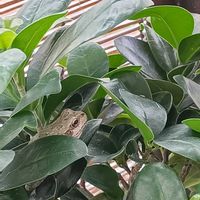ガジュマル,観葉植物,カエル,アマガエル,カエル倶楽部♡の画像