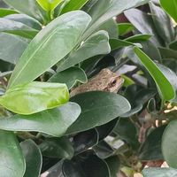 ガジュマル,観葉植物,カエル,アマガエル,カエル倶楽部♡の画像
