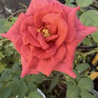 日々草,斑入りポトス,バラ ブラックティー,茉莉花,季節の花を楽しむの画像