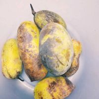 ポポー,ポポーの実,果物,山野草,収穫の画像