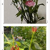 ケイトウ,ナデシコ,ミニバラ,シソの花,彼岸花の画像