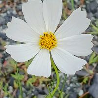 コスモス,コスモス,チョコレートコスモス,キバナコスモス,今日のお花の画像