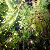 ウスネオイデス,バナナの木,半田山植物園,エンジェルデーの画像