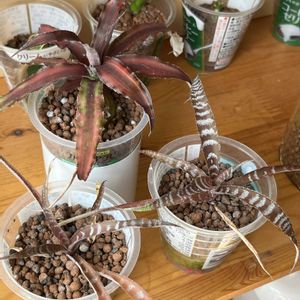 クリプタンサス,クリプタンサス,観葉植物,ハイドロカルチャー,パイナップル科の画像