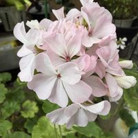 ゼラニウム,鉢植え,癒し,花のある暮らし,優しい色の画像