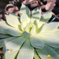 エケベリア,桃太郎,多肉植物,自宅にて,軒下&室内&軒下の画像