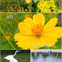 オミナエシ,ススキ,キバナコスモス,ダイサギ,番外編　♪♪の画像