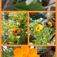 アサガオ,コスモス,キバナコスモス,今日のお花,コラージュ仲間達の画像