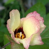 レモン,綿の花,ノシラン,自宅庭にて,アボカド栽培の画像