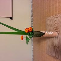 クンシランの画像