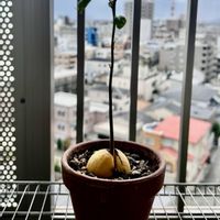 アボカドの画像