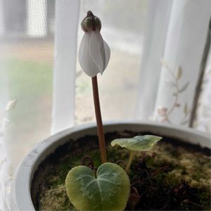 お気に入り,白い花,いつもありがとう♡,花のある暮らし,7年目の画像
