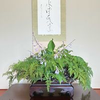 ギボウシ,シノブ,盆栽,雑木盆栽,草もの盆栽の画像