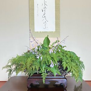 ギボウシ,シノブ,盆栽,雑木盆栽,草もの盆栽の画像