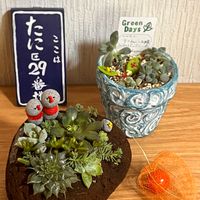 シルバースター,多肉植物 寄せ植え,多肉植物の寄せ植え,透かしホオズキ,ヤマトヒメの画像