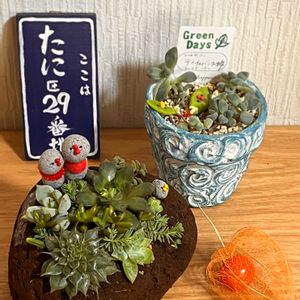 シルバースター,多肉植物 寄せ植え,多肉植物の寄せ植え,透かしホオズキ,ヤマトヒメの画像
