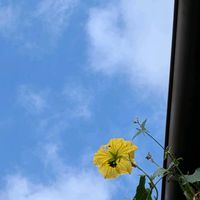 ヘチマ,グリーンカーテン,天草市,家庭園芸,季節の花便りの画像