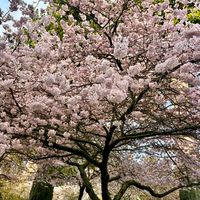サクラ,桜 さくら,さくら 桜 サクラ,ニュージーランドの公園の画像