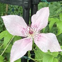クレマチス,月下美人,カンゾウ(甘草)の画像