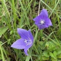 キキョウ,ハギ,ワレモコウ,ツリガネニンジン,キキョウの新芽の画像