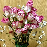 トルコキキョウ,花のある暮らし,緑のある暮らし,iPhone撮影,ピンク❤︎ピンクの画像
