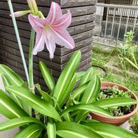 アマリリス,カサブランカ,ススキ,リンドウ,小菊の画像