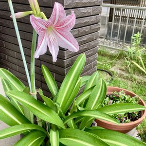 アマリリス,カサブランカ,ススキ,リンドウ,小菊の画像