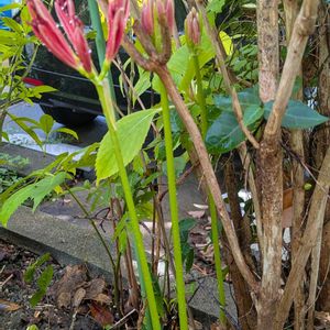彼岸花  曼珠沙華,雑草,しぞーか勢,我が家の前の公園,彼岸の入りを待つの画像