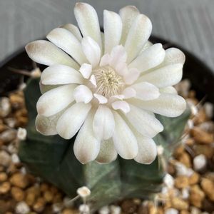 ギムノカリキウム,牡丹玉,サボテンの花の画像