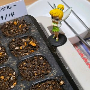 ヒガンバナ,ビオラ,種まき,繋がりに感謝✨,バラと夢CLUBの画像