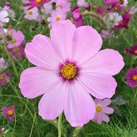 いね,秋桜(コスモス),秋桜(コスモス),秋桜(コスモス),秋桜(コスモス)の画像
