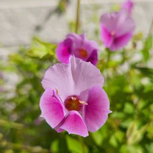 スーパートレニア グランティア,スーパートレニア　グランティア　ピンク,鉢植え,明るい日陰,プランターの画像