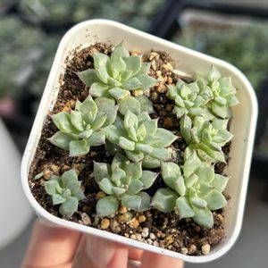 エケベリア,紫紺の矢,多肉植物,葉挿し,エケベリア属の画像