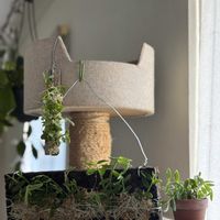 デンドロビウム,デンドロビウム ロディゲシー,Den. loddigesii 'White Fringe',洋ラン,着生蘭の画像