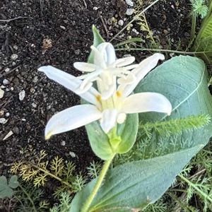 宿根アスター,白花ホトトギス,トウガラシ,軒下,母に感謝の画像