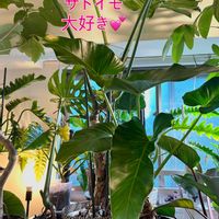 パキラ,モンステラ,フィロデンドロン,モンステラ デリシオーサ,フィロデンドロン ロジョコンゴの画像